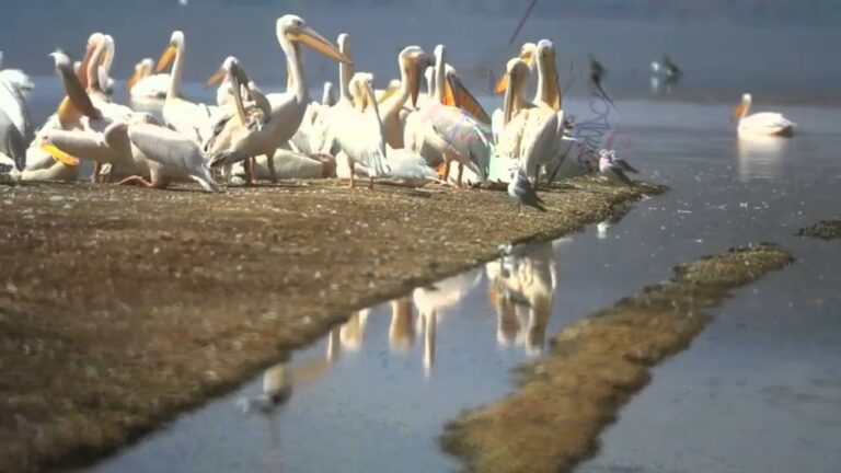 2016, Video MS,  Yana Kushpitovska