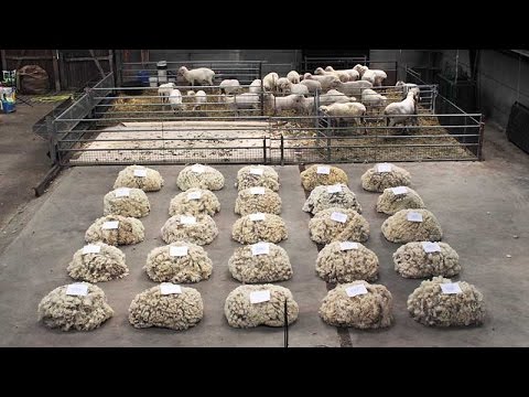 Christien Meindertsma Interview: Design With a Conscience