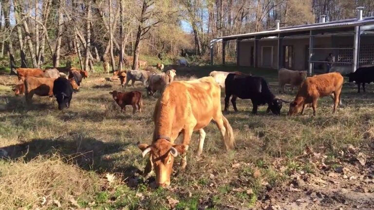 Cobertizo de Santo Caralampio
