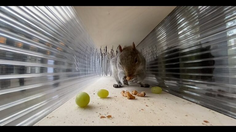 Designing for Non-Humans – Panel Discussion