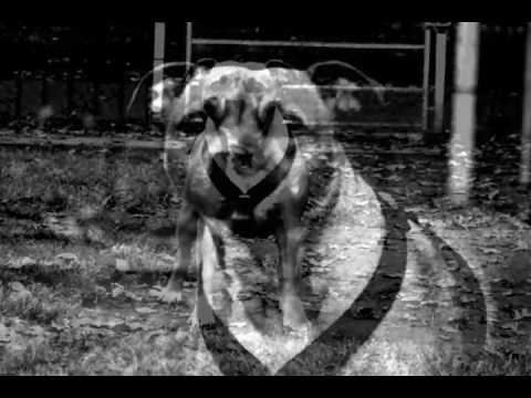 Dogs by Rebecca Harral, 2004