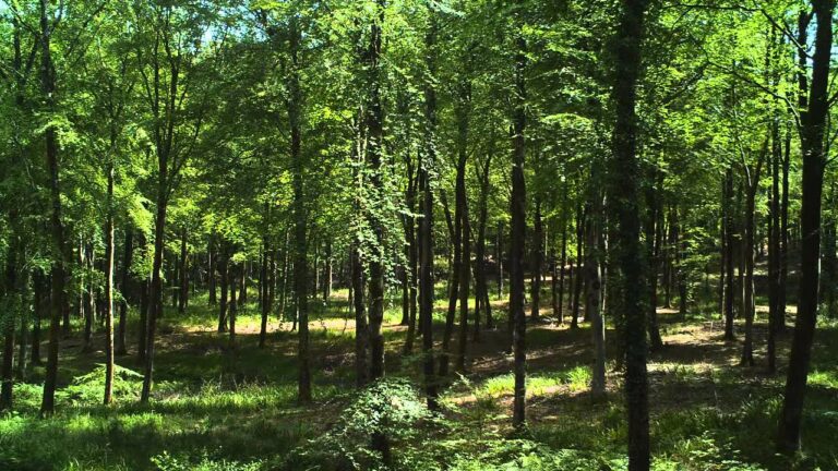 Hooke Park Timelapse12fps