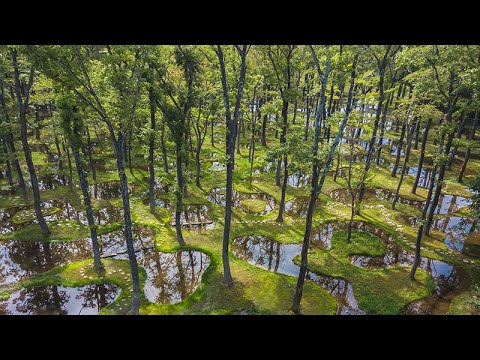 Junya Ishigami Interview: Creating Nature with Time