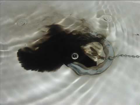 Ni Ding  Dropping 2009