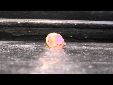 Phantasmagoria by Talya Yigitbasi, 2015