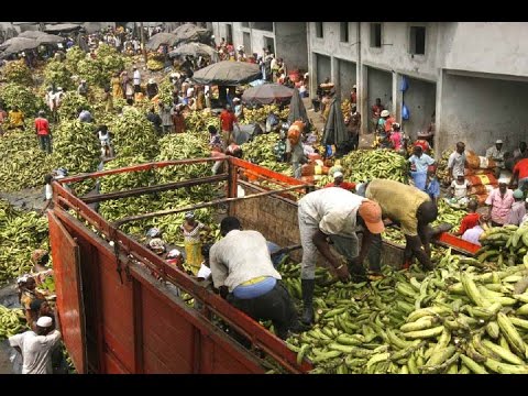 Assemble Micro Lectures: Louis Schultz on Bananas