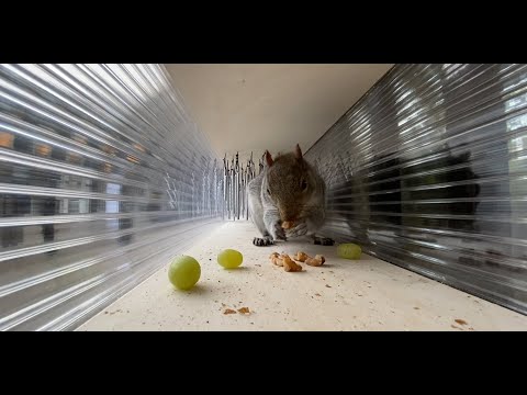 Designing for Non-Humans – Panel Discussion